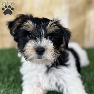 Caleb, Biewer Terrier Puppy